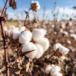 Cotton