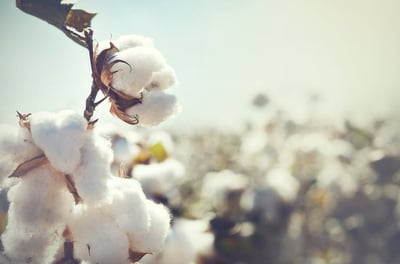 Cotton