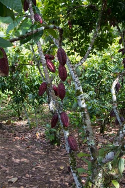 cocoa farm