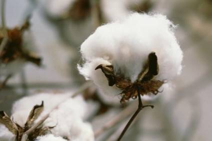 Net-Zero Materials Transition: Cotton