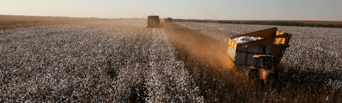 Sustainable Sourcing Challenges: Cotton