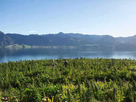 lake hawea station rewilding
