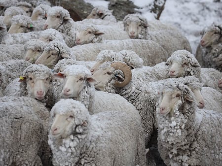 merino wool sheep from lake hawea station