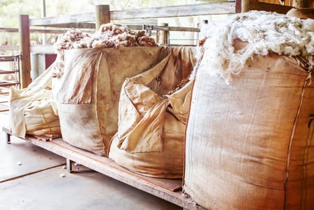 sheep wool