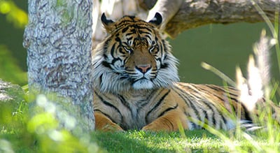 sumatran tiger Tigers In Crisis